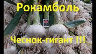 Технология посадки чеснока "Рокамболь" !!! Или как вырастить крупный чеснок !!!