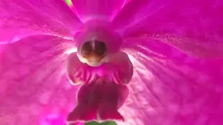 Orchid bloom Vanda and Aminosil. Treatment and fertilization of orchids. Insect pests - Tick.