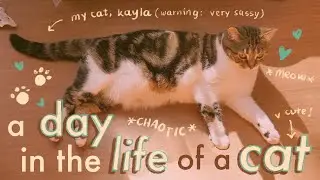 a day in the life of a cat