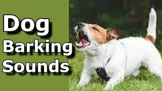 Dog Barking Sounds (See How Your Dog REACTS) 