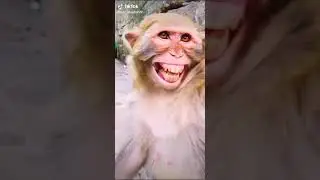 Laughing monkey🙈🙈🙈