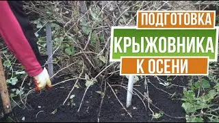 Обрезка крыжовника осенью для начинающих пошагово ☘ Подкормка крыжовника осенью