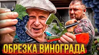 Обрезка Винограда во время Цветения!! как обрезать виноград??