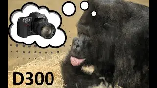 Nikon D300 в зоопарке в 2024