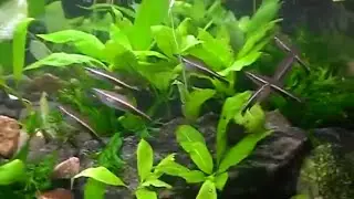 #Aquarium. Pecilobricon, барбусы и другие.