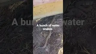 alot of water snakes