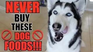 Dog Foods YOU SHOULD NEVER BUY For Your Husky!!!