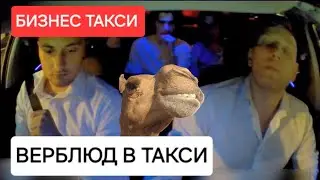 Высадил ВЕРБЛЮДА | Бизнес Такси Москва #яндекстакси