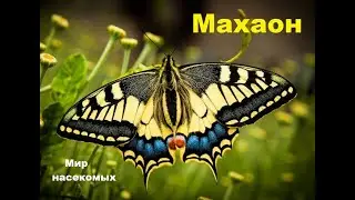 Махаон. Редкие исчезающие виды бабочек