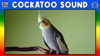 🦜 COCKATOO SOUND - COCKATOO SOUND EFFECT - SOUND OF COCKATOO - NOISE OF COCKATOO