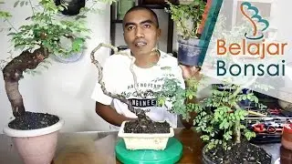 Mengenal Bahan Bonsai Ileng-Ileng/Mangsi (Phyllanthus reticulatus poir)