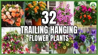 32 Best Trailing Flower Plants for Hanging Baskets | Hanging Trailing Flowers | Plant and Planting