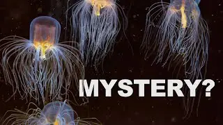 Box Jellyfish: The World's Most Deadly Venomous Creature