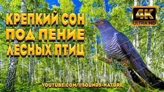 Крепкий Сон Под Пение Лесных Птиц и Припев Кукушки! Пение Птиц, Уберёт Тревогу И Депрессию.