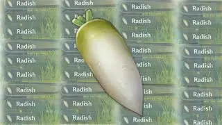 RADISH