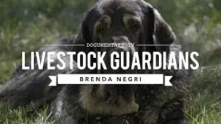 LIVESTOCK GUARDIAN DOGS:THE WAY OF THE PACK BRENDA NEGRI