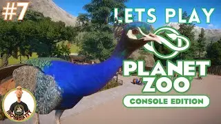 WE HAVE FREE RANGE PEAFOWLS - Planet Zoo Console Sandbox Zoo