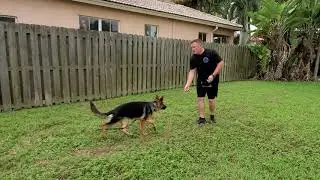 How To Train German Shepherd Puppy - 6 months old - Day One Lesson One with Hadley