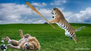 Tiger vs Lion - can the tiger win? analysis and facts