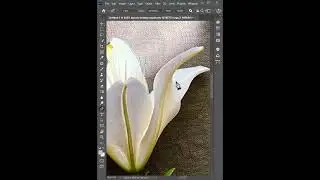 Remove Object With Content Aware Fill in Photoshop CC #photoshop shorts