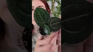 Massive Plant Haul!! 🌿 Part 3 Wuhoo Tropicals #unboxing #plantmail #anthurium