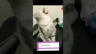 жаба против кота 😅😅#cat #funny