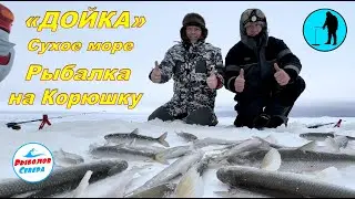 ✅ РЫБАЛКА НА КОРЮХА🎣 «ДОЙКА, СУХОЕ МОРЕ» декабрь 2022 #Рыболов_Севера