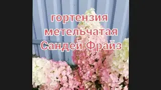 гортензия метельчатая Сандей Фрайз (Sundae Fraise)