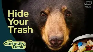 How to protect your yard from bears | The Curiosity Desk