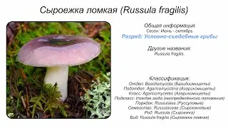 Сыроежка ломкая (Russula fragilis)