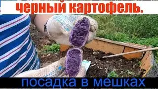 черный картофель//Картошка в мешках//молодая картошка// посадка картофеля