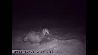 Охота на енотовидную собаку