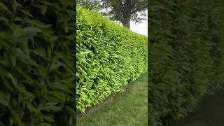 Schip Laurel Hedge (evergreen, fast growing, deer resistant)