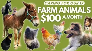 Don't Waste Your Money!💰🐓Homestead Animals on a $100 Monthly Budget