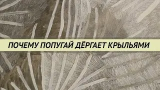 Попугай дергает или трясёт крыльями что это значит., Признаки болезней попугаев.