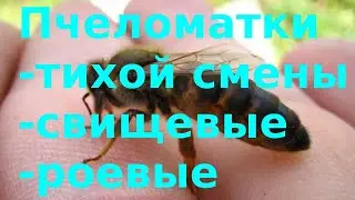 Пчеломатки тихой смены, свищевые, роевые.