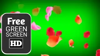 Flower petals green screen effect, flower petals overlay green screen | Free green screen HD