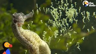 Seahorse Dads Give Birth To Thousands Of Babies | The Dodo