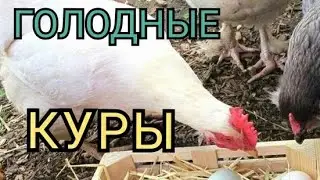 #влог//Как Правильно Кормить Кур//Круглый Год с Яйцами//Норма или Вдоволь Кормить Кур Несушек?