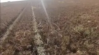 Состояние льна перед уборкой! Нашествие саранчи!