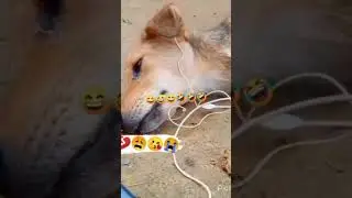 На Это Можно Смотреть Вечно 😂 Самые Смешные Видео 🌾🔥