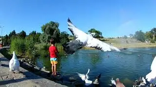 Глянь какая рыба живет в городском парке! Парк Радуга в Запорожье, карпы, черепахи и дичь!