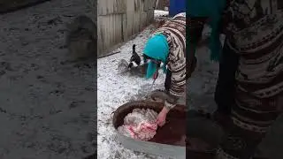 Бабушка вычищает говно с требухи