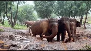 Elephant Mud Spa Bonding Time! - ElephantNews