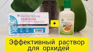 Янтарная кислота и нашатырный спирт для орхидей - стимулятор роста и цветения орхидей