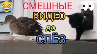 Самые СМЕШНЫЕ ЖИВОТНЫЕ😂 Смешные МОМЕНТЫ с ЖИВОТНЫМИ😂 Смешно до СЛЁЗ😂👍