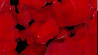 Футаж Лепестки роз переход 2