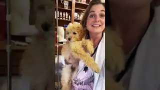 Veterinarian steels puppy after appointment | Funny Veterinarian