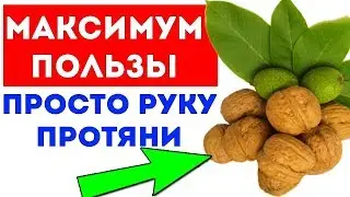 ТАЙНЫЙ МАСЛЯНЫЙ НАСТОЙ из листьев грецкого ореха Для здоровья