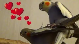 Passionate Parrot Sex